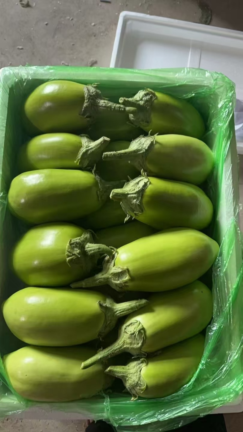 辽宁省鞍山海城市，暖棚蔬菜青茄大量上市发往全国各大商超