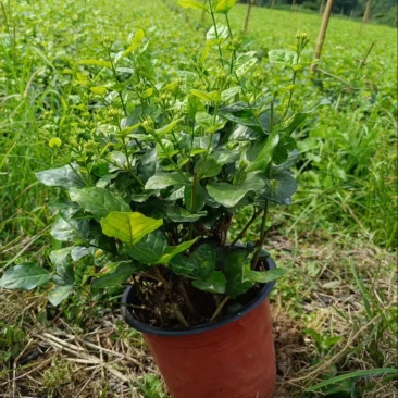 茉莉花盆栽红圆盆