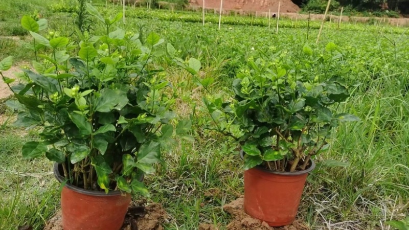 茉莉花盆栽红圆盆