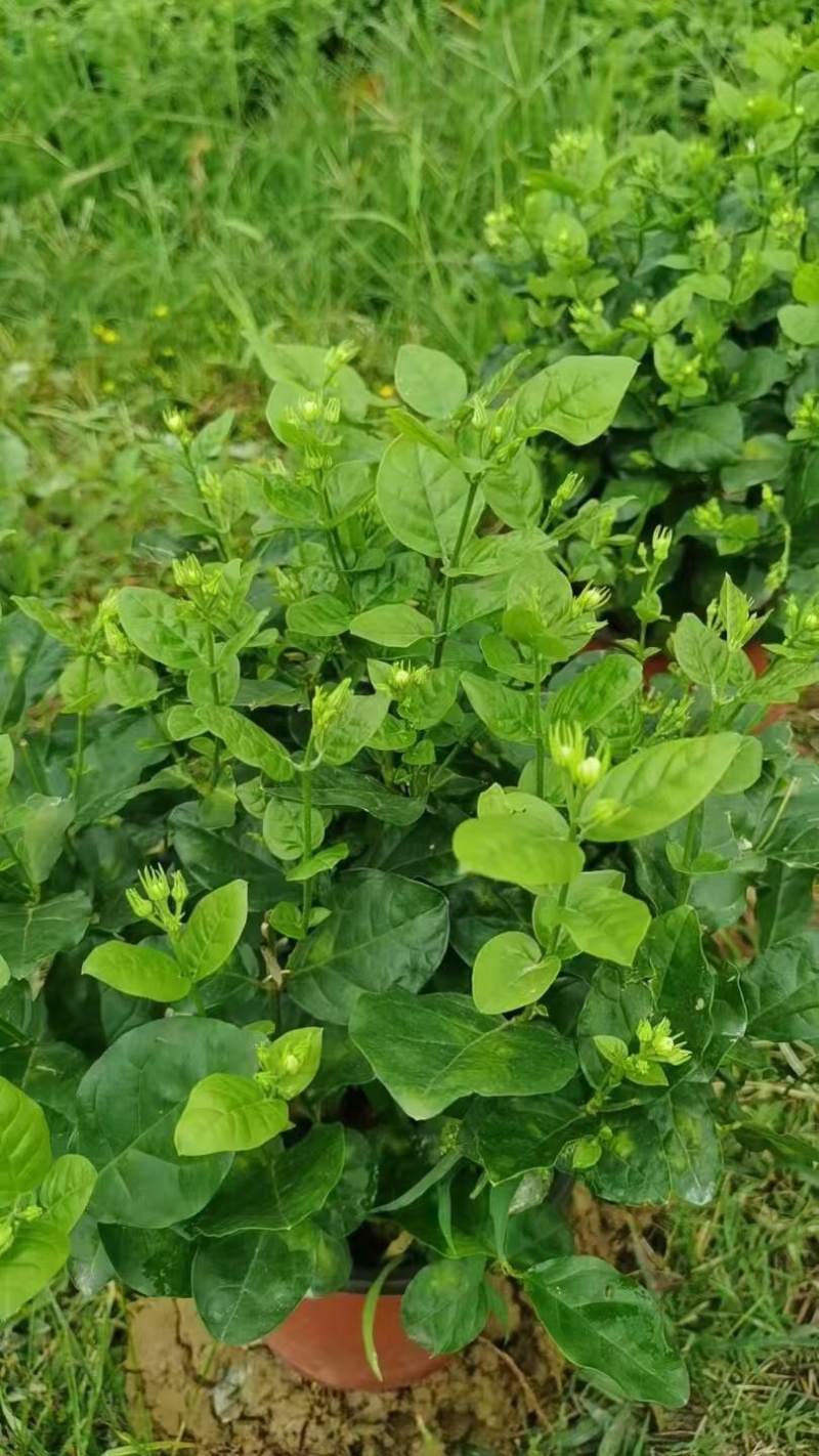 茉莉花盆栽红圆盆