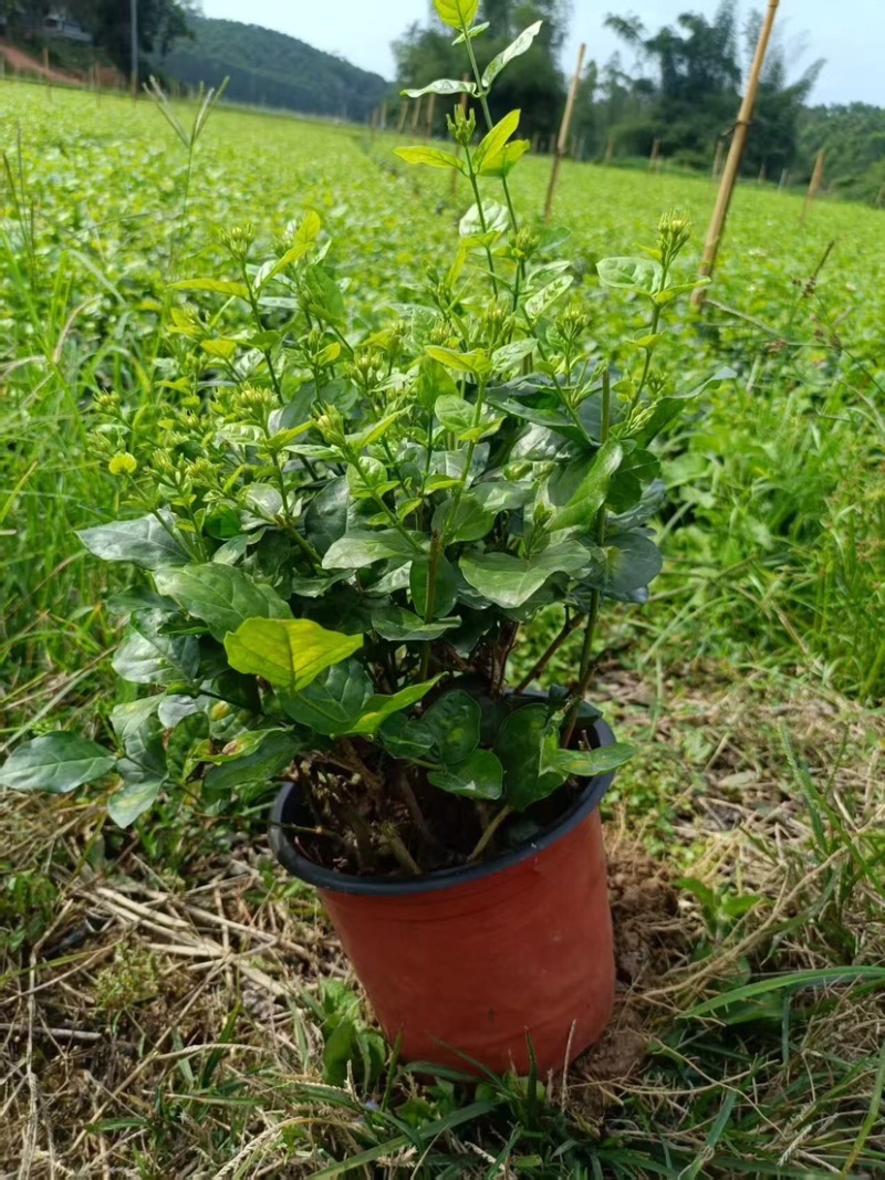 茉莉花盆栽红圆盆