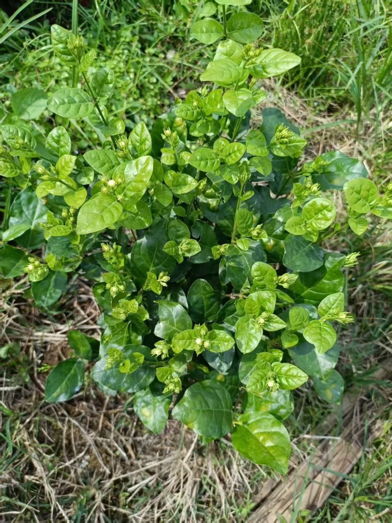 茉莉花盆栽红圆盆