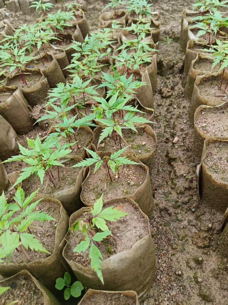 楠木芽苗：奉新县邹家苗圃种植基地芽苗品种繁多