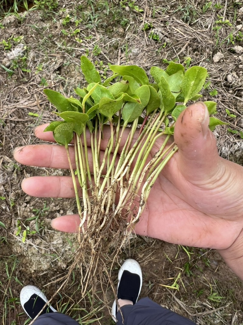 楠木芽苗：奉新县邹家苗圃种植基地芽苗品种繁多