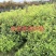楠木芽苗:奉新县邹家苗圃种植基地芽苗品种繁多