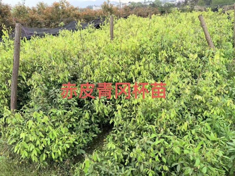 楠木芽苗：奉新县邹家苗圃种植基地芽苗品种繁多