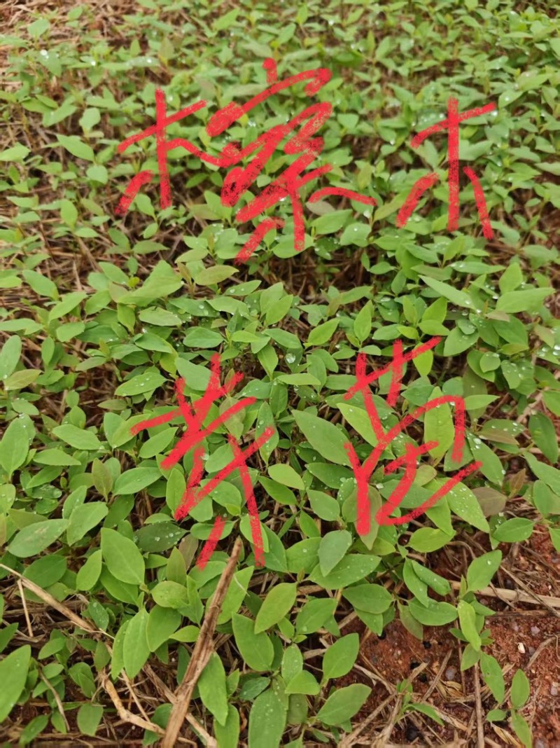 楠木芽苗：奉新县邹家苗圃种植基地芽苗品种繁多