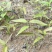 杜英芽苗:奉新县邹家苗圃基地大量供应各类芽苗