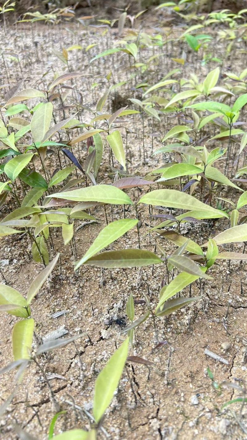 杜英芽苗：奉新县邹家苗圃基地大量供应各类芽苗