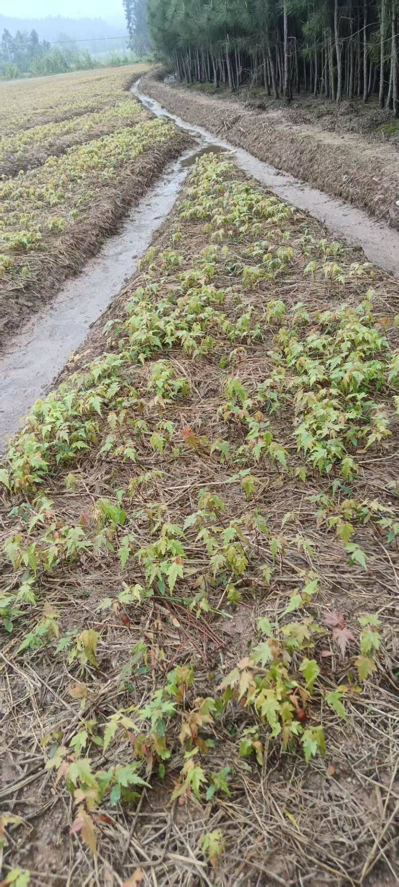杜英芽苗：奉新县邹家苗圃基地大量供应各类芽苗