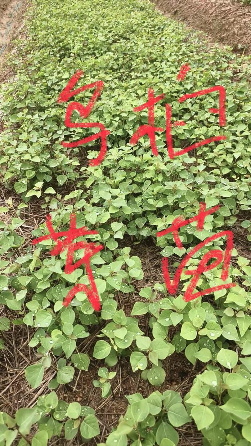 杜英芽苗：奉新县邹家苗圃基地大量供应各类芽苗