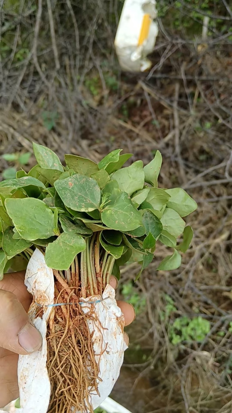含笑芽苗