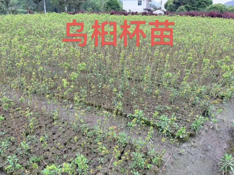 含笑芽苗