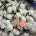 广西番石榴老树果白心红有大量有果自家果场欢迎实地考察