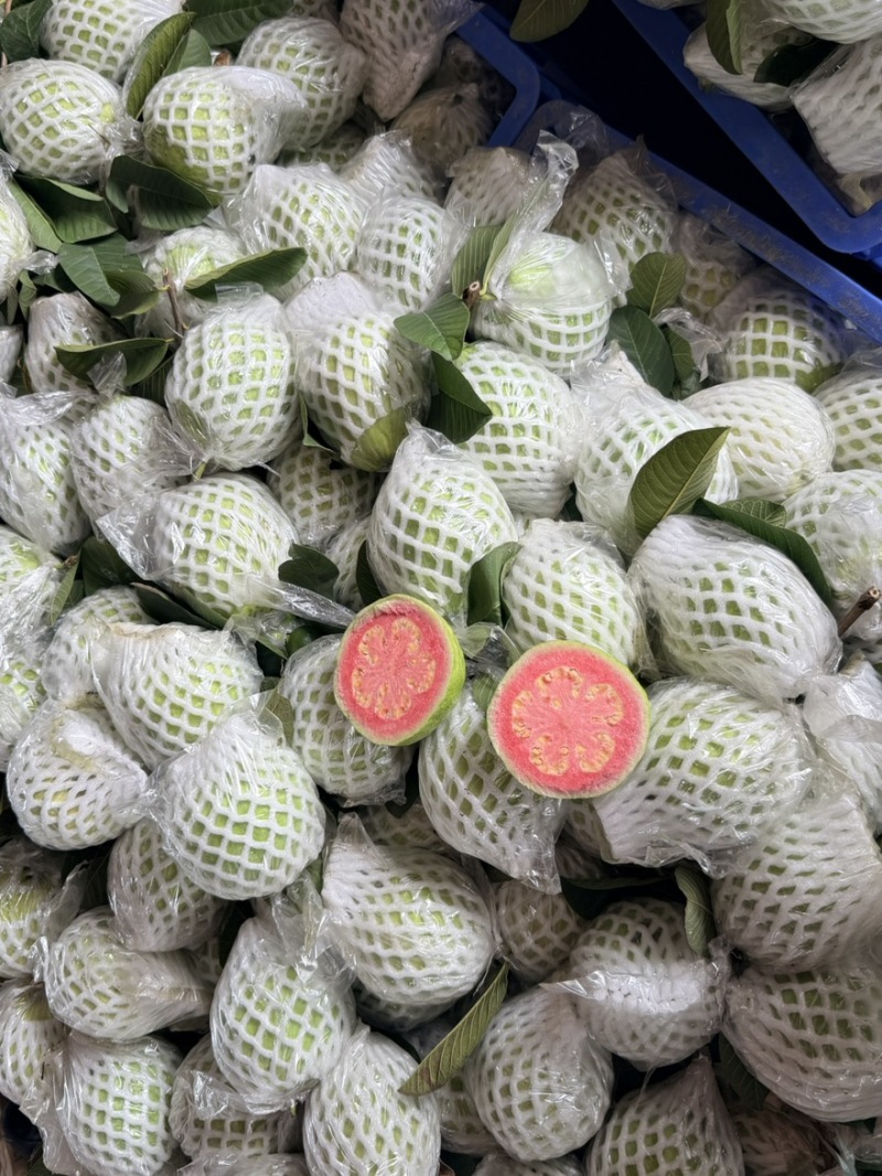 广西番石榴老树果白心红有大量有果自家果场欢迎实地考察