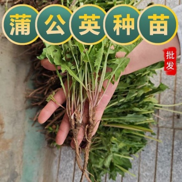 新鲜蒲公英苗带根现挖蒲公英盆栽幼苗婆婆丁食用阳台耐热