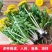 新鲜蒲公英苗带根现挖蒲公英盆栽幼苗婆婆丁食用阳台耐热