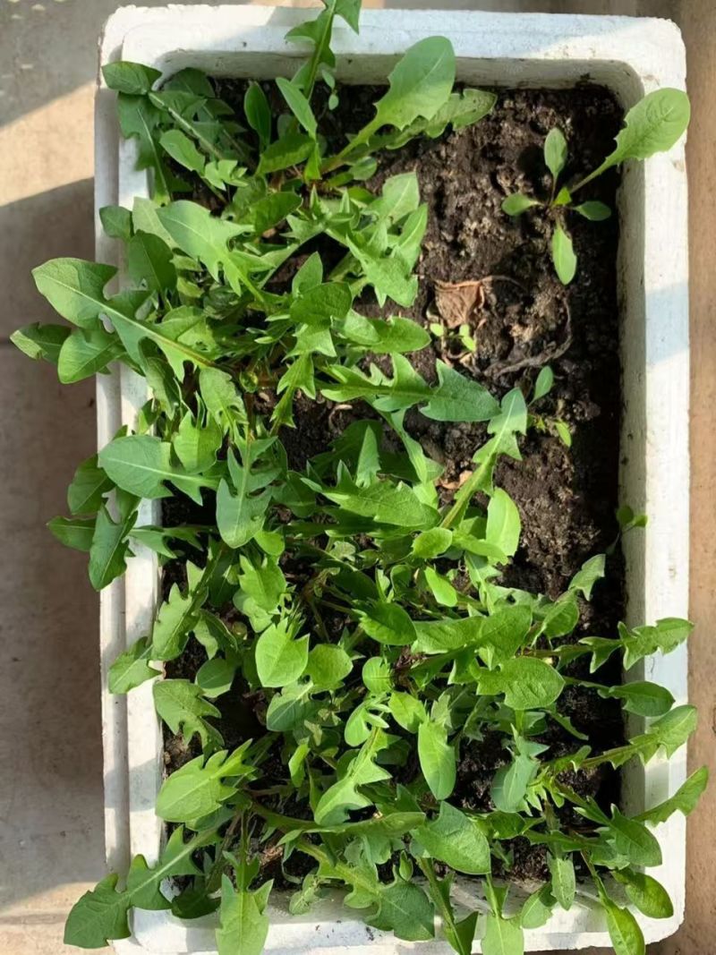 新鲜蒲公英苗带根现挖蒲公英盆栽幼苗婆婆丁食用阳台耐热