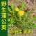 新鲜蒲公英苗带根现挖蒲公英盆栽幼苗婆婆丁食用阳台耐热