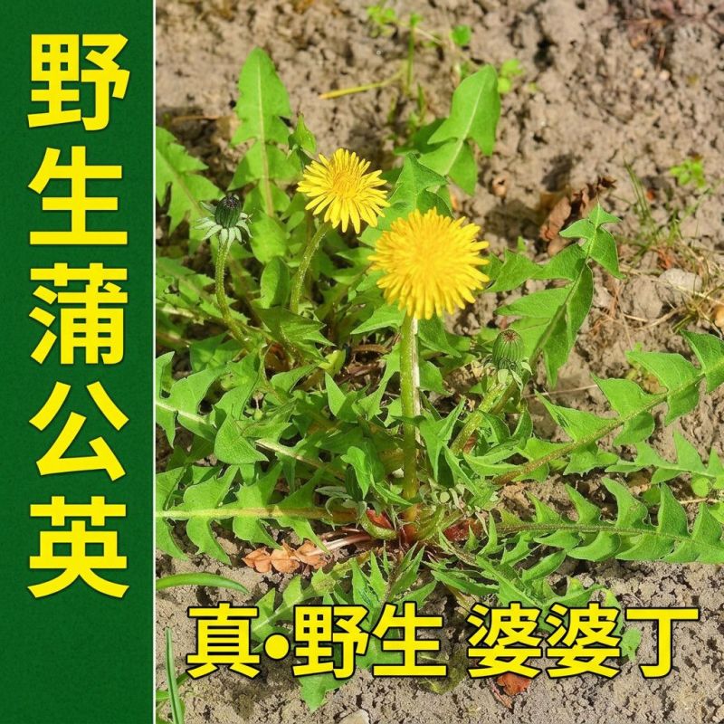 新鲜蒲公英苗带根现挖蒲公英盆栽幼苗婆婆丁食用阳台耐热