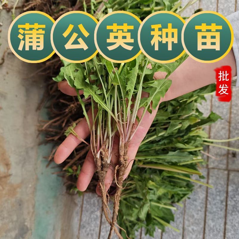 新鲜蒲公英苗带根现挖蒲公英盆栽幼苗婆婆丁食用阳台耐热