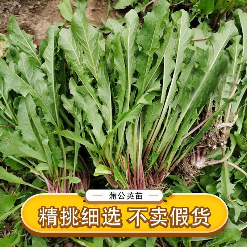 新鲜蒲公英苗带根现挖蒲公英盆栽幼苗婆婆丁食用阳台耐热