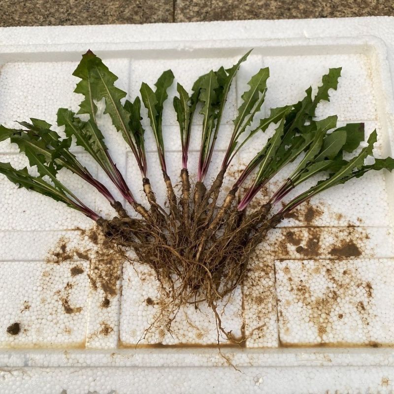 新鲜蒲公英苗带根现挖蒲公英盆栽幼苗婆婆丁食用阳台耐热