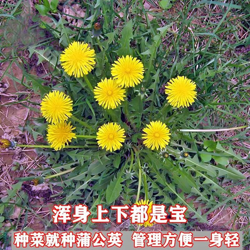 新鲜蒲公英苗带根现挖蒲公英盆栽幼苗婆婆丁食用阳台耐热