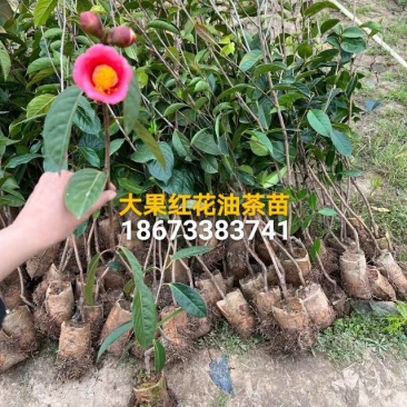 大果红花油茶苗