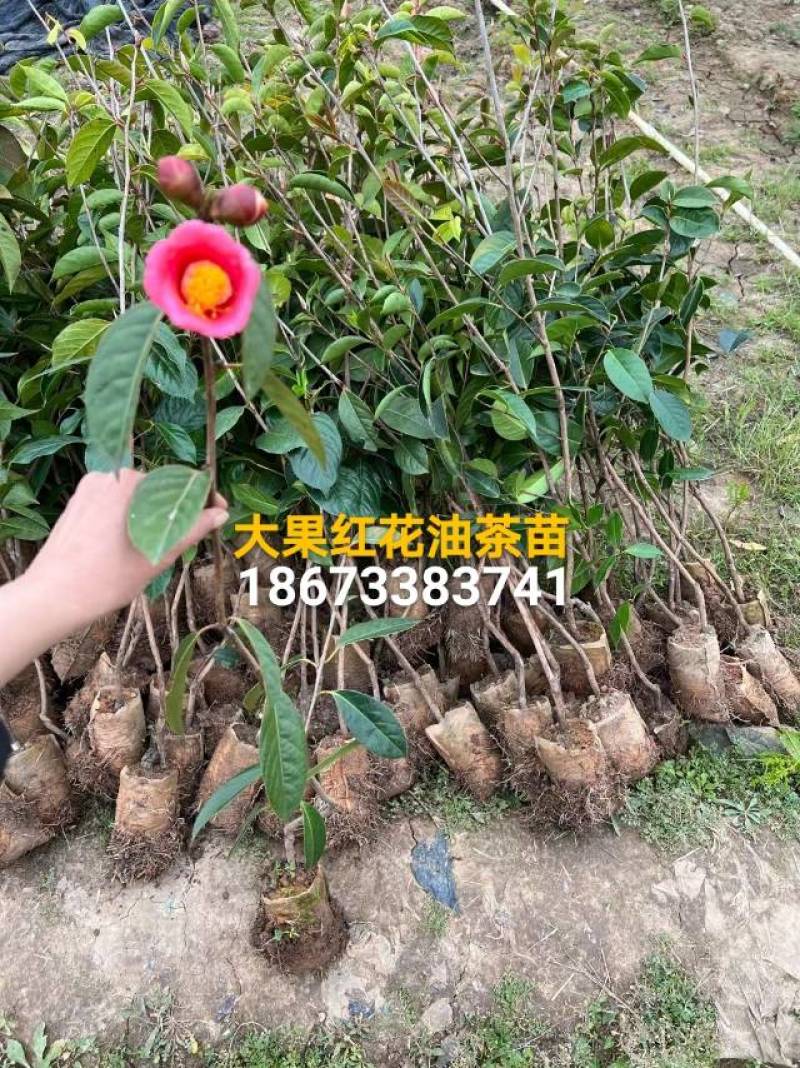 大果红花油茶苗