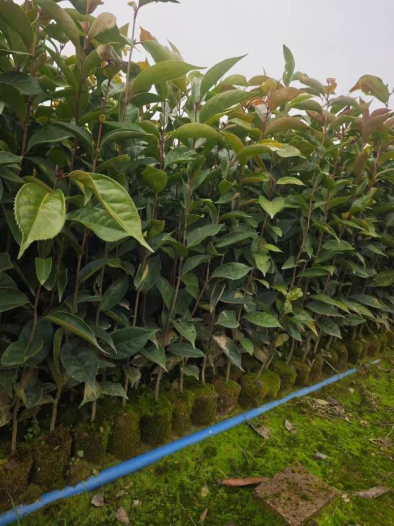 大果红花油茶苗
