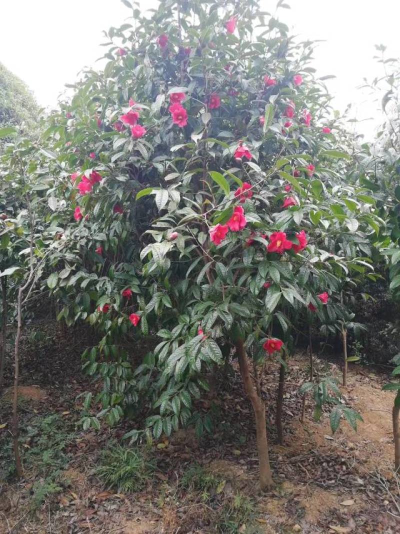 大果红花油茶苗