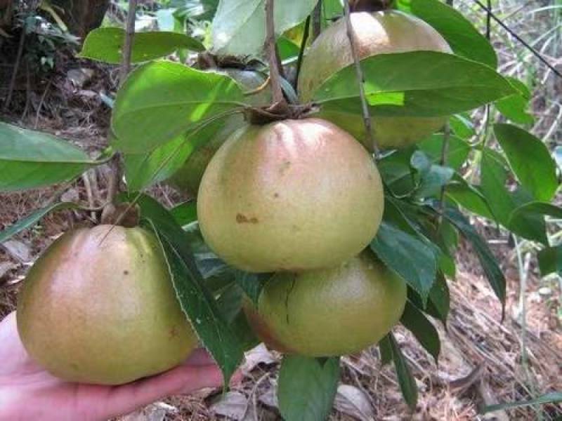 大果红花油茶苗