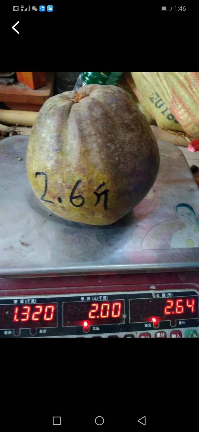 大果红花油茶苗
