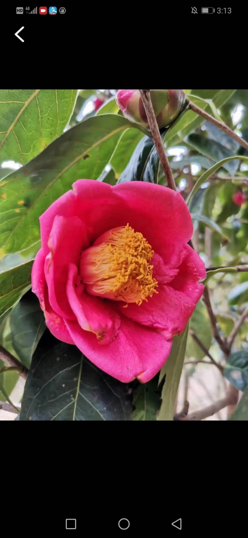 大果红花油茶苗