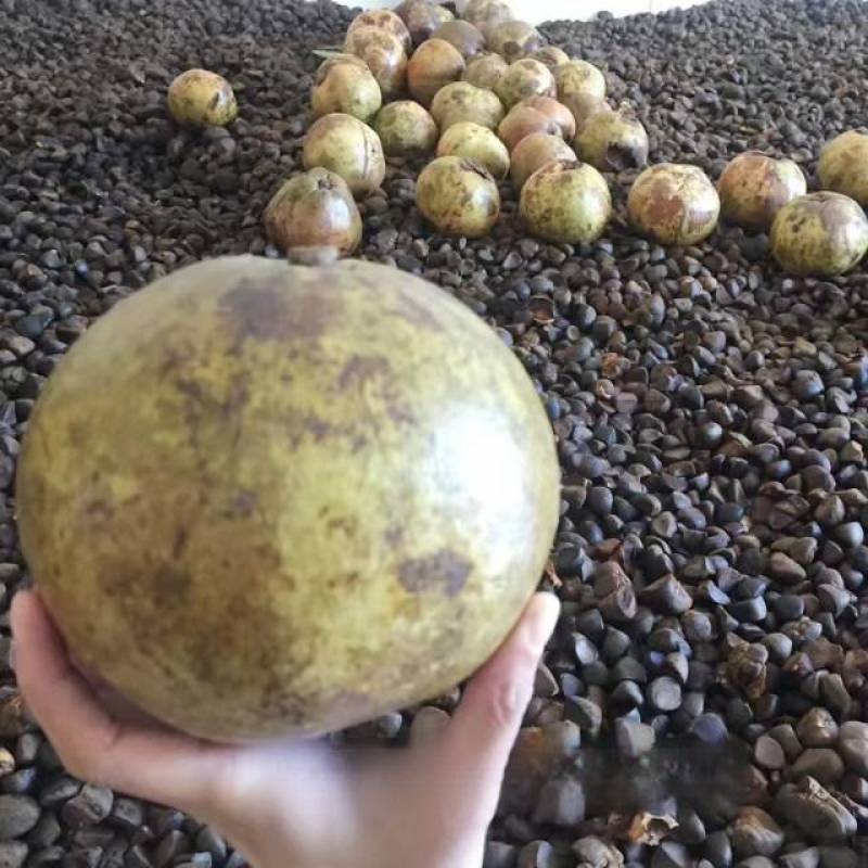 大果红花油茶苗