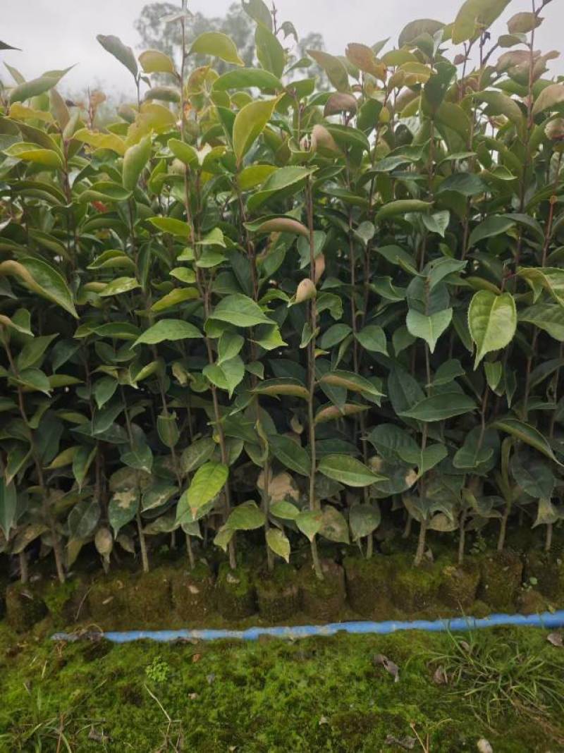 大果红花油茶苗