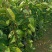 大果红花油茶苗
