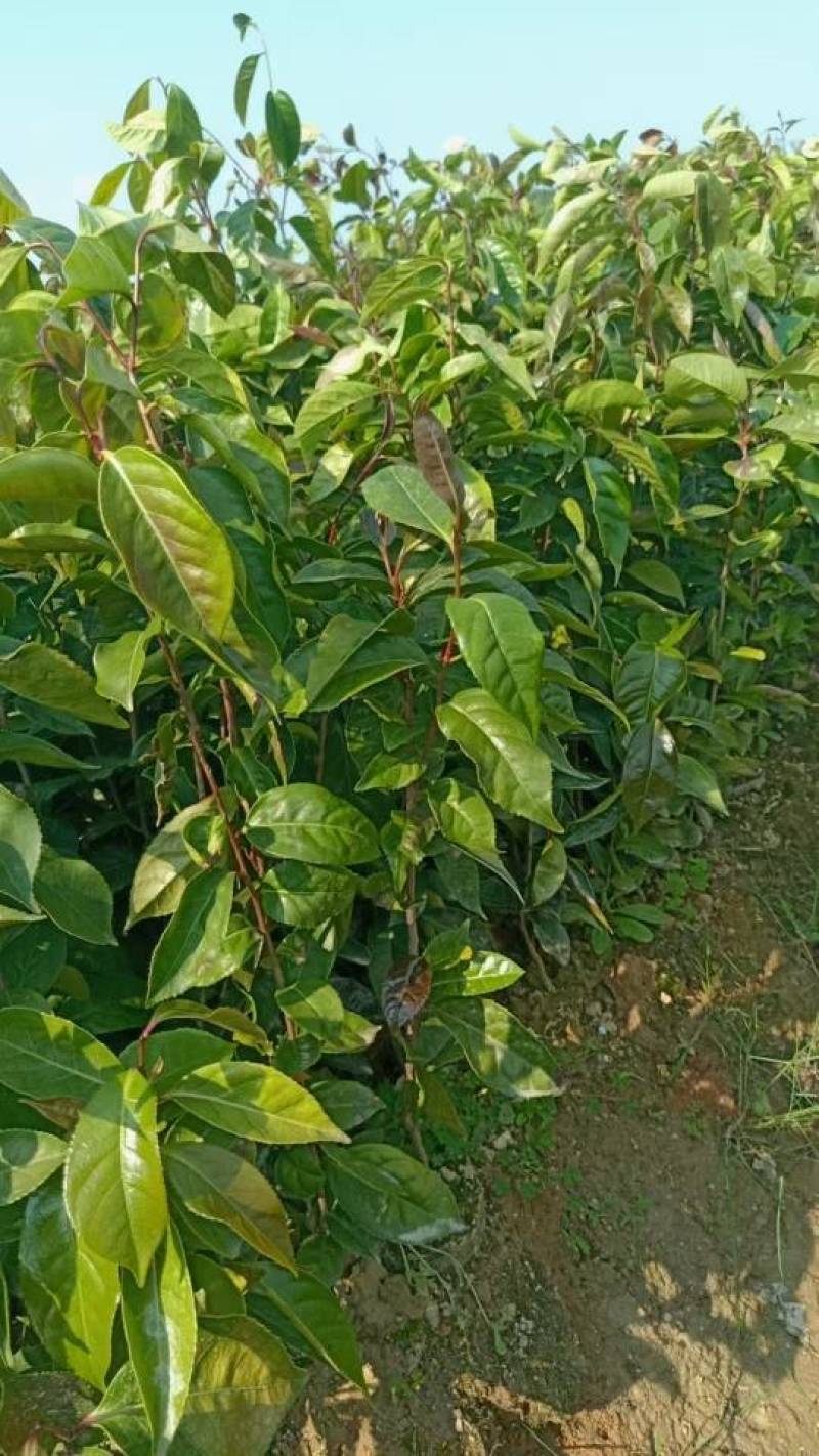 大果红花油茶苗