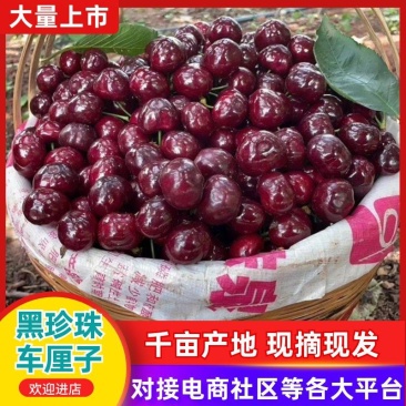 【产地直供】车厘子汉源车厘子大樱桃一件代发商超社区团购供应
