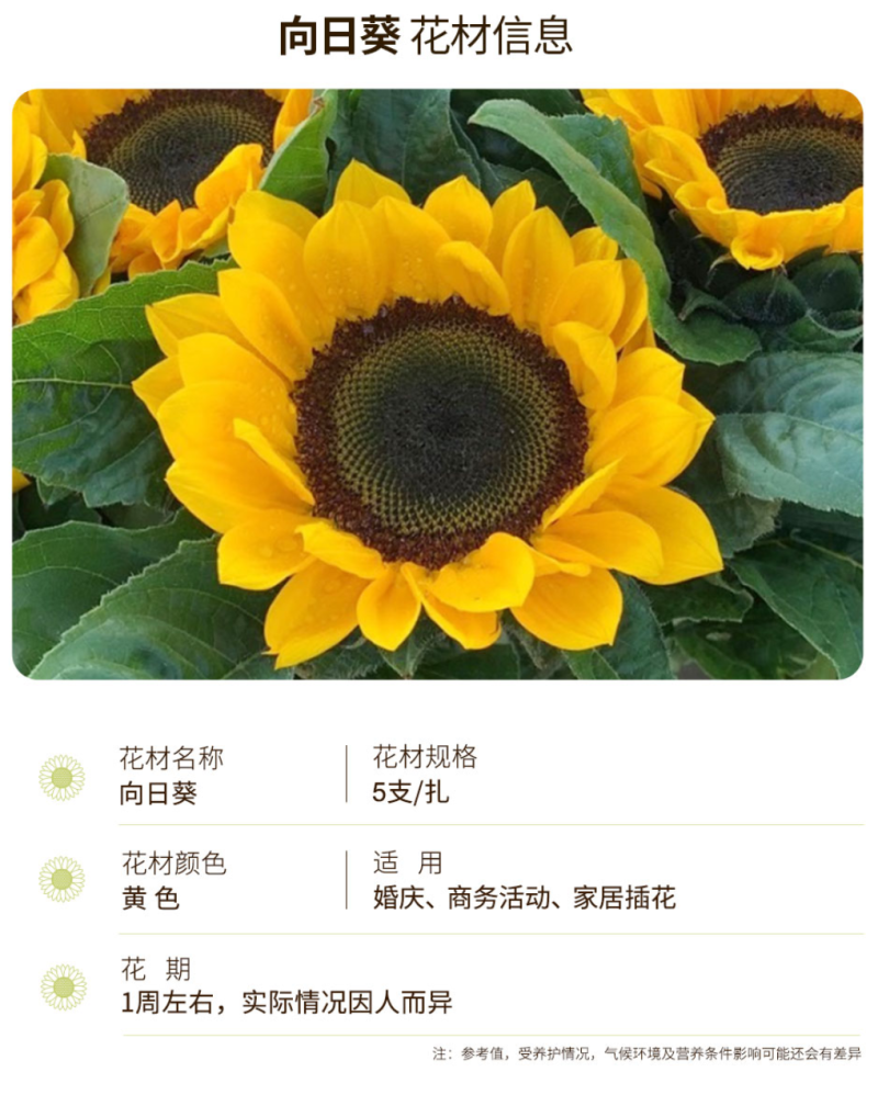 向日葵