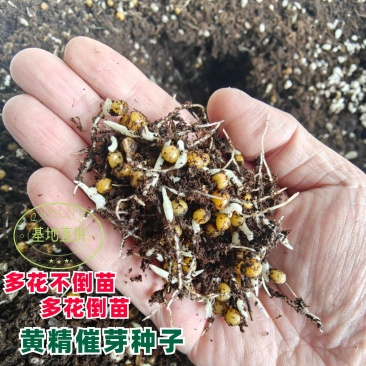 黄精催芽种子出苗率高带芽鸡头黄精多花不倒苗老虎姜滇黄精正
