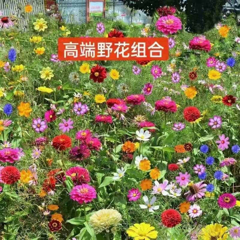 波斯菊