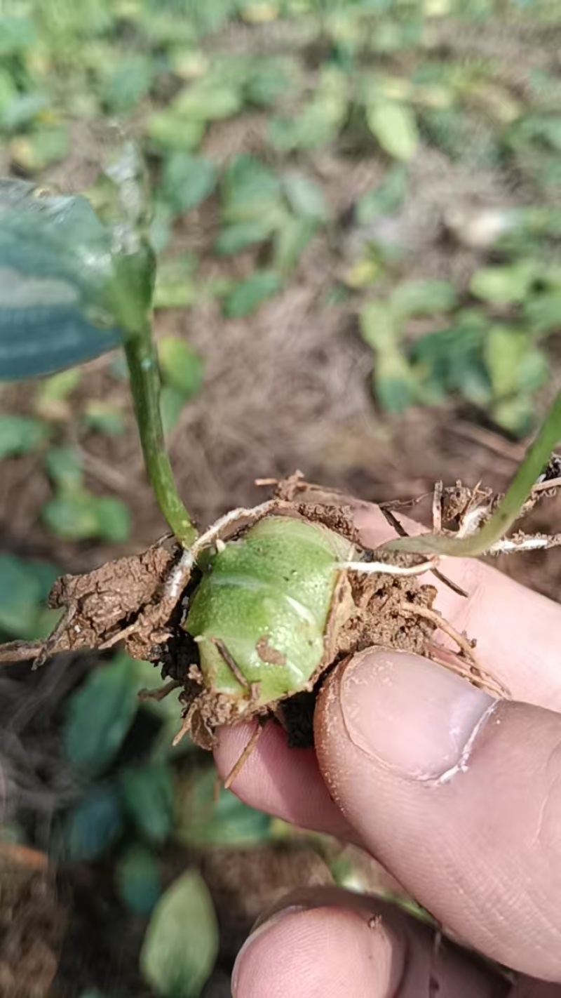 黄精催芽种子出苗率高带芽鸡头黄精多花不倒苗老虎姜滇黄精正