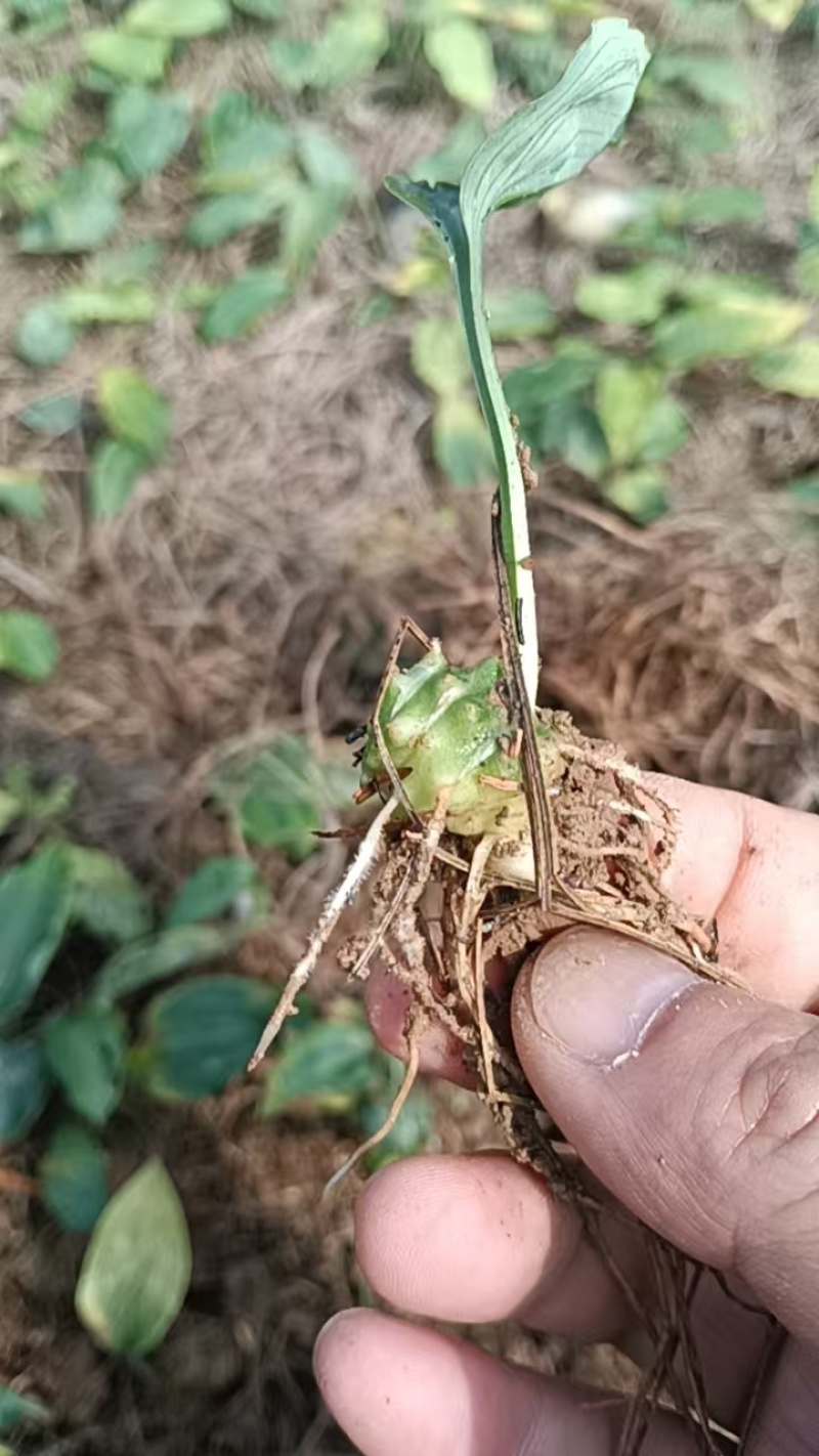 黄精催芽种子出苗率高带芽鸡头黄精多花不倒苗老虎姜滇黄精正