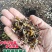 黄精催芽种子出苗率高带芽鸡头黄精多花不倒苗老虎姜滇黄精正