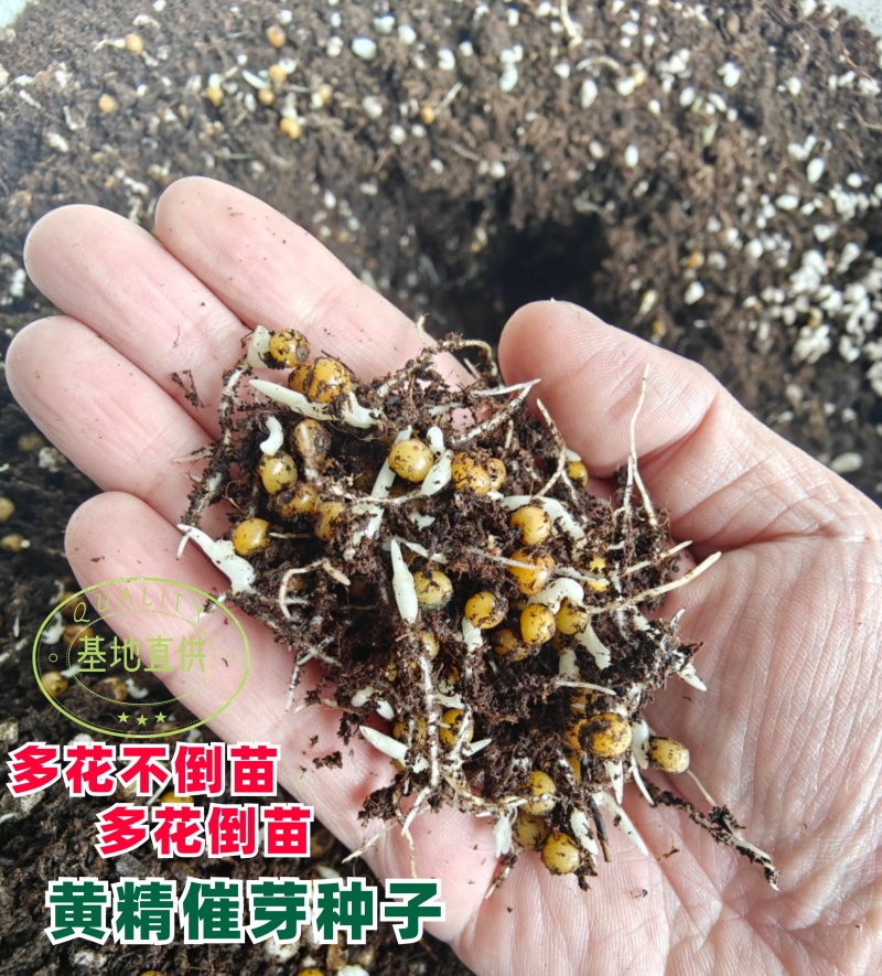 黄精催芽种子出苗率高带芽鸡头黄精多花不倒苗老虎姜滇黄精正