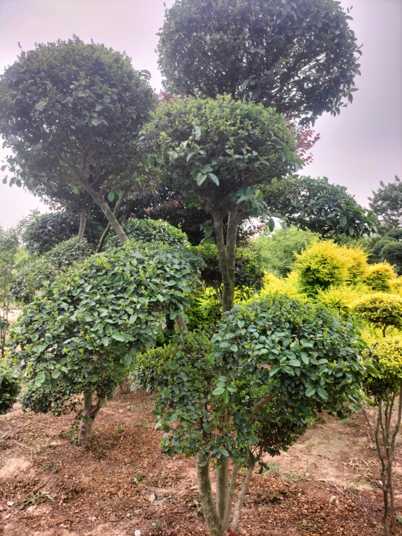 造型女贞，造型亮晶女贞，造型小叶女贞
