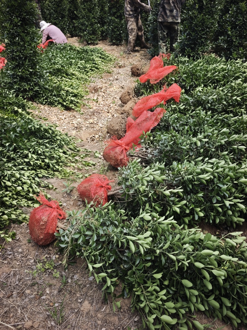 大叶黄杨柱子，自家几百亩，规格齐全。(冬青球)