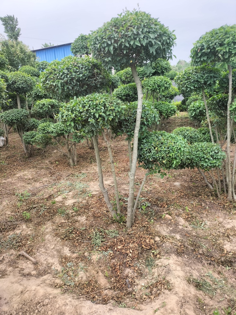 造型女贞，造型亮晶女贞，造型小叶女贞